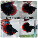 Live Male Betta Red Black Galaxy Halfmoon (Sky-1192) High quality what you see what you get!!