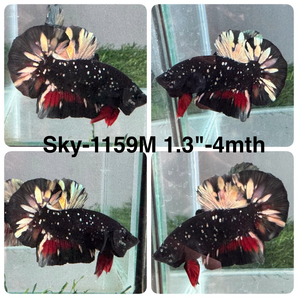 Live Male Betta Black Copper Galaxy Plakat (Sky-1159) High quality what you see what you get!!