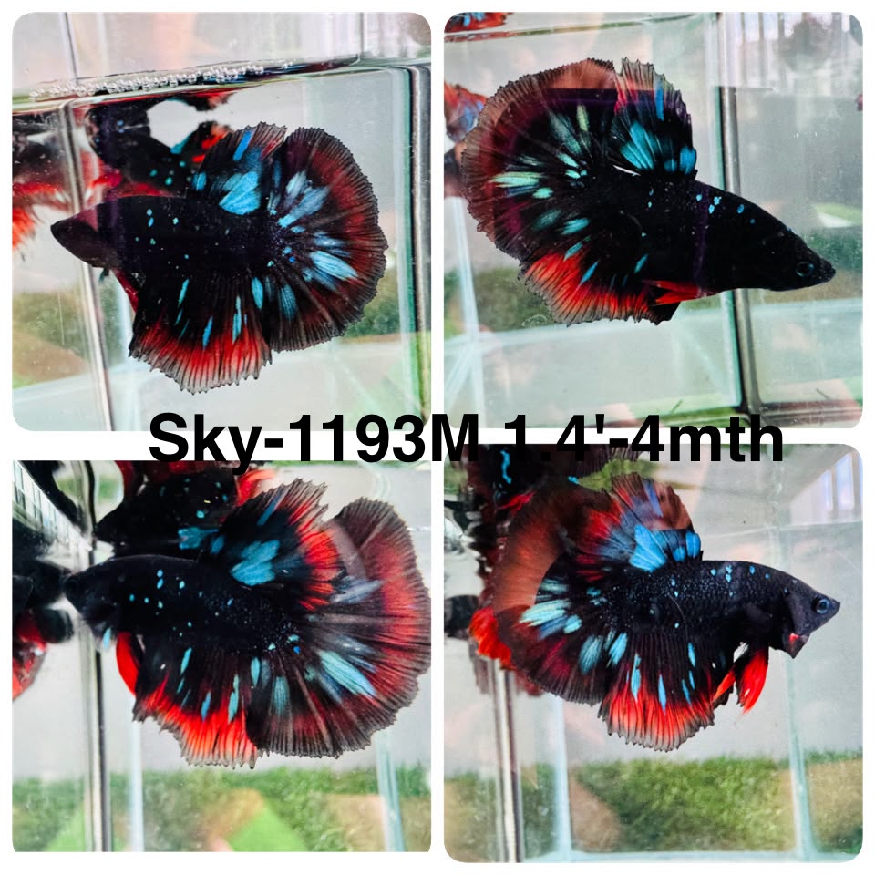 Live Male Betta Red Black Galaxy Avatar Halfmoon (Sky-1193) High quality what you see what you get!!
