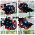 Live Male Betta Red Black Galaxy Avatar Halfmoon (Sky-1193) High quality what you see what you get!!