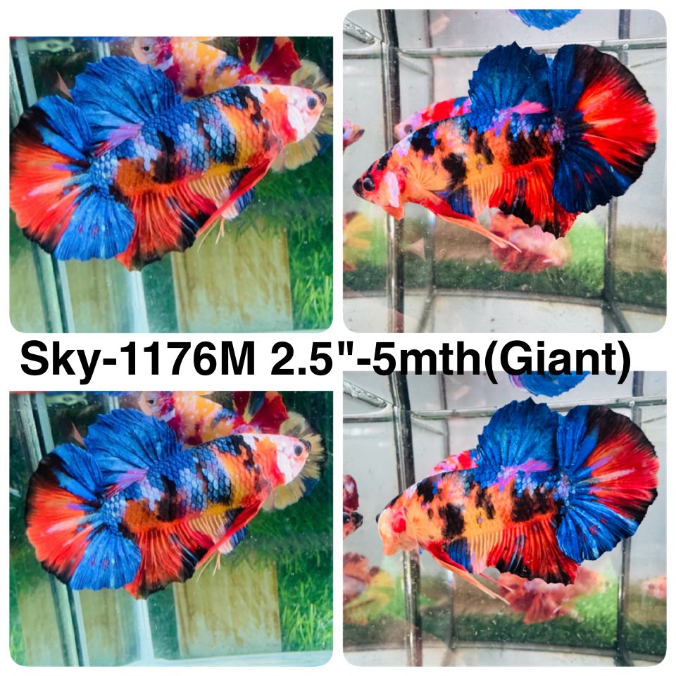 Live Male Betta Galaxy Koi Giants Plakat (Sky-1176) High quality what you see what you get!!