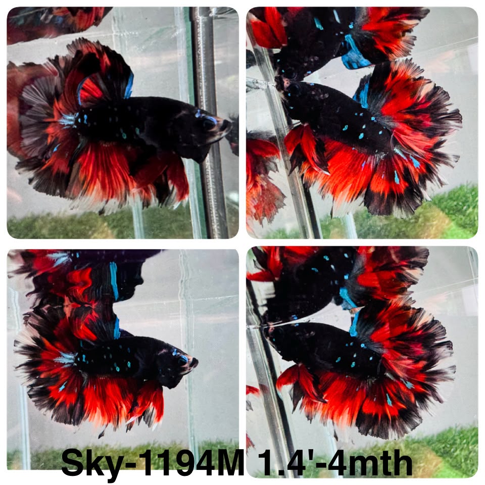 Live Male Betta Red Black Galaxy Halfmoon (Sky-1194) High quality what you see what you get!!