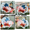 Live Male Betta Fancy Koi Dumbo big ear Plakat (Sky-1166) High quality what you see what you get!!