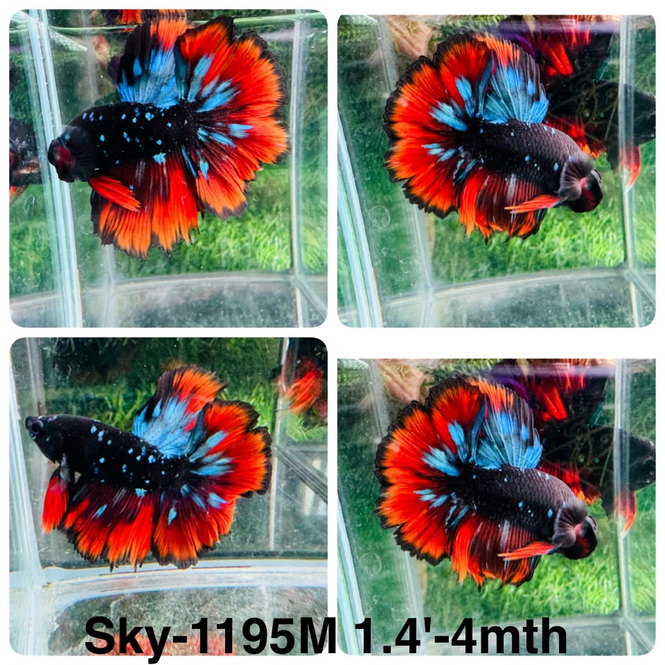 Live Male Betta Red Black Galaxy Super Delta (Sky-1195) High quality what you see what you get!!