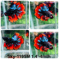 Live Male Betta Red Black Galaxy Super Delta (Sky-1195) High quality what you see what you get!!