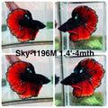 Live Male Betta Red Black Galaxy Halfmoon (Sky-1196) High quality what you see what you get!!
