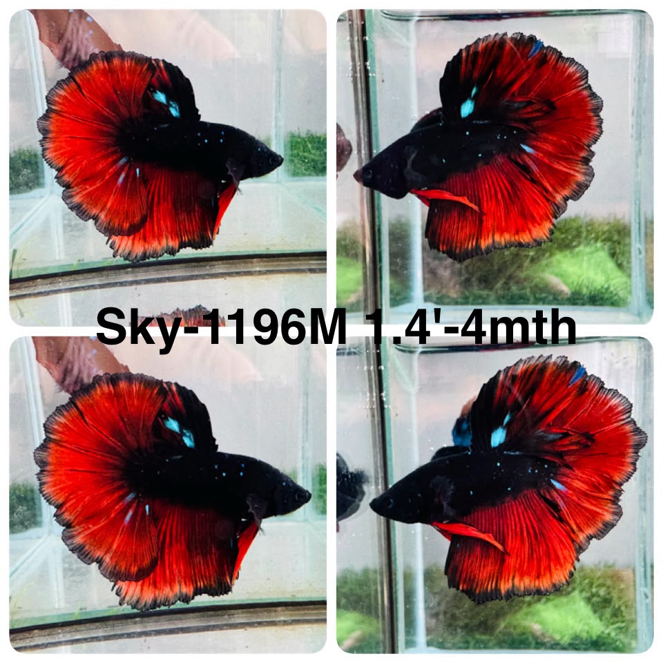 Live Male Betta Red Black Galaxy Halfmoon (Sky-1196) High quality what you see what you get!!