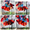 Live Male Betta Galaxy Nemo Giants Plakat (Sky-1178) High quality what you see what you get!!