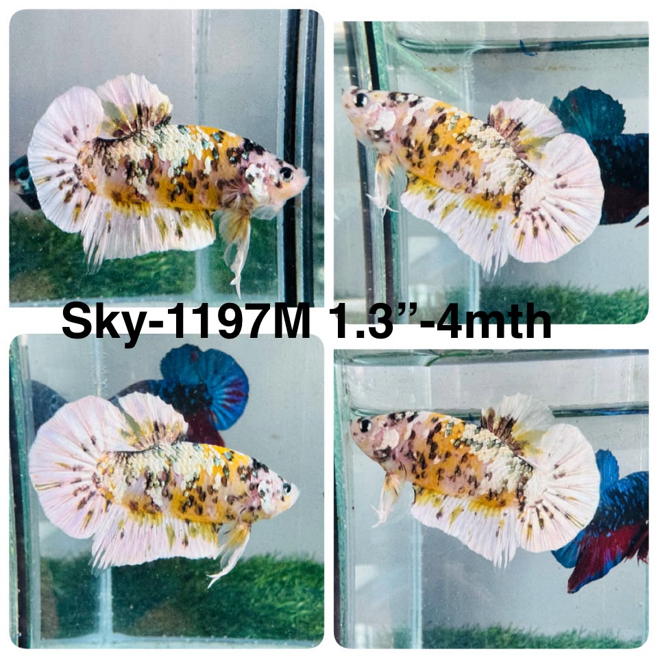 Live Male Betta Yellow Copper Galaxy Koi Plakat (Sky-1197) High quality what you see what you get!!