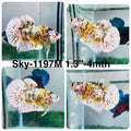 Live Male Betta Yellow Copper Galaxy Koi Plakat (Sky-1197) High quality what you see what you get!!