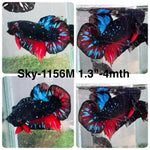 Live Male Betta Black Galaxy Avatar Plakat (Sky-1156) High quality what you see what you get!!
