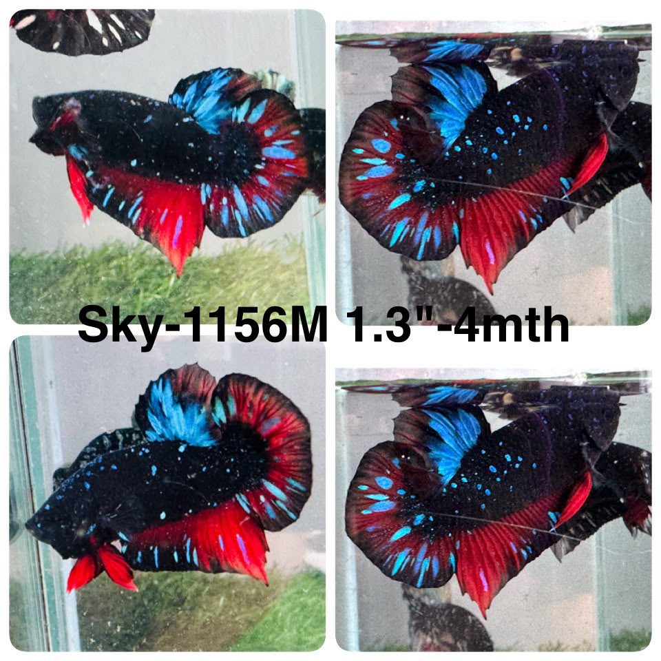 Live Male Betta Black Galaxy Avatar Plakat (Sky-1156) High quality what you see what you get!!