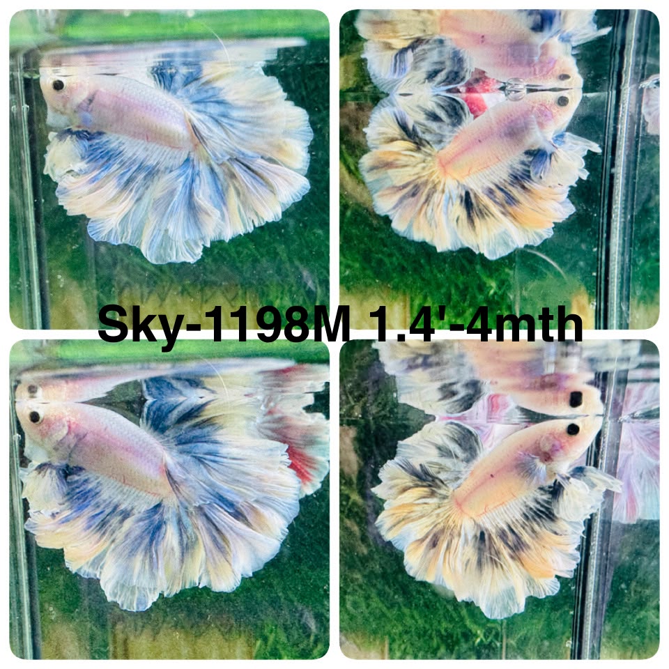 Live Male Betta Fancy Blue Grizzle Halfmoon Rosetail (Sky-1198) High quality what you see what you get!!