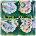 Live Male Betta Fancy Blue Grizzle Halfmoon Rosetail (Sky-1198) High quality what you see what you get!!