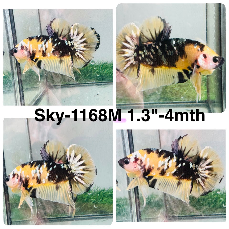 Live Male Betta Black Yellow Galaxy Tiger Koi Plakat (Sky-1168) High quality what you see what you get!!