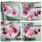 Live Male Betta Fancy Pink Sweet colors Halfmoon (Sky-1199) High quality what you see what you get!!