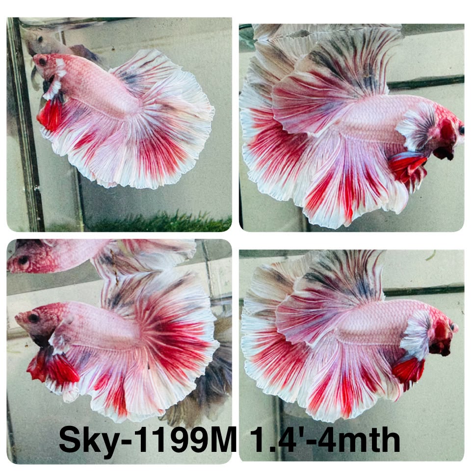 Live Male Betta Fancy Pink Sweet colors Halfmoon (Sky-1199) High quality what you see what you get!!
