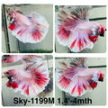 Live Male Betta Fancy Pink Sweet colors Halfmoon (Sky-1199) High quality what you see what you get!!