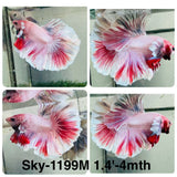 Live Male Betta Fancy Pink Sweet colors Halfmoon (Sky-1199) S067 High quality what you see what you get!!