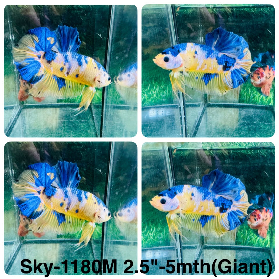 Live Male Betta Fancy Yellow Marble Giants Plakat (Sky-1180) High quality what you see what you get!!