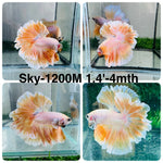 Live Male Betta Fancy Yellow Light colors Halfmoon Rosetail (Sky-1200) High quality what you see what you get!!