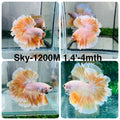 Live Male Betta Fancy Yellow Light colors Halfmoon Rosetail (Sky-1200) High quality what you see what you get!!