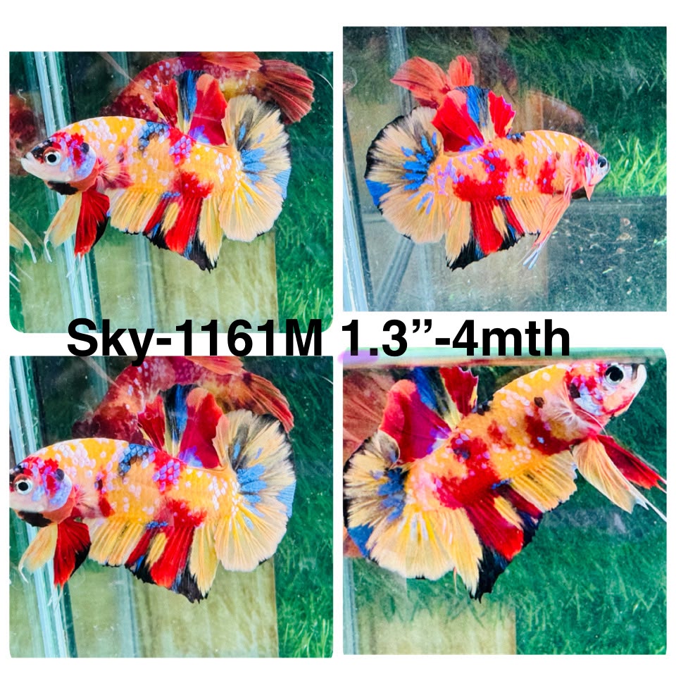 Live Male Betta Candy Nemo Plakat (Sky-1161) High quality what you see what you get!!