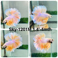 Live Male Betta Fancy Yellow Light colors Halfmoon Rosetail (Sky-1201) High quality what you see what you get!!
