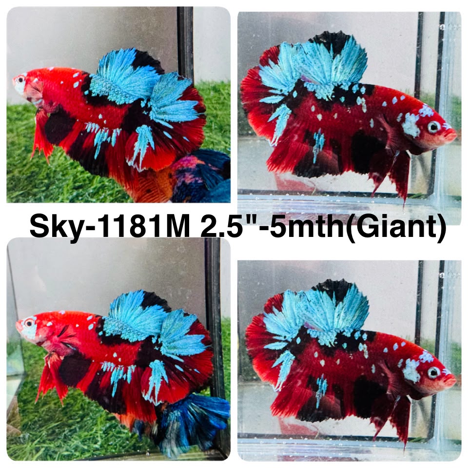 Live Male Betta Red Galaxy Koi Giants Plakat (Sky-1181) High quality what you see what you get!!
