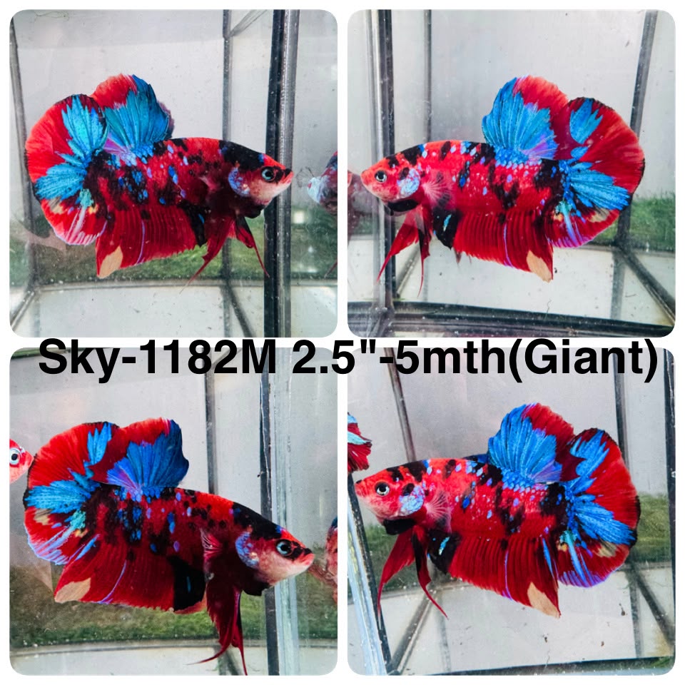 Live Male Betta Red Galaxy Koi Giants Plakat (Sky-1182) High quality what you see what you get!!