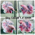 Live Male Betta Fancy Purple Pink Light colors Halfmoon Rosetail (Sky-1203) High quality what you see what you get!!