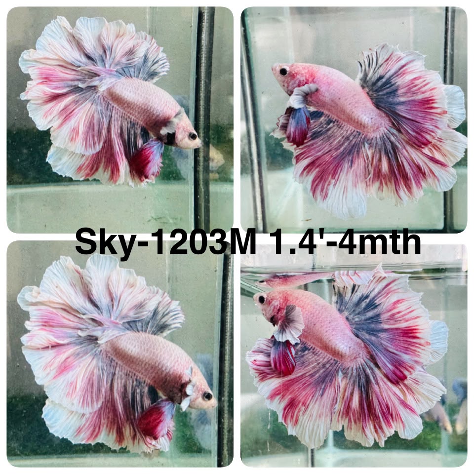 Live Male Betta Fancy Purple Pink Light colors Halfmoon Rosetail (Sky-1203) High quality what you see what you get!!