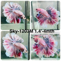 Live Male Betta Fancy Purple Pink Light colors Halfmoon Rosetail (Sky-1203) High quality what you see what you get!!