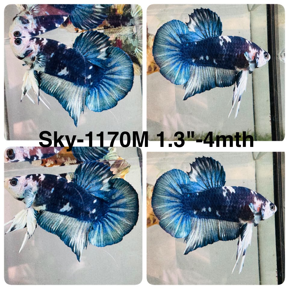 Live Male Betta Fancy Blue Marble Plakat (Sky-1170) High quality what you see what you get!!