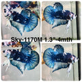 Live Male Betta Fancy Blue Marble Plakat (Sky-1170) High quality what you see what you get!!