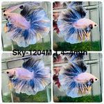 Live Male Betta Blue Grizzle Halfmoon Rosetail (Sky-1204) High quality what you see what you get!!