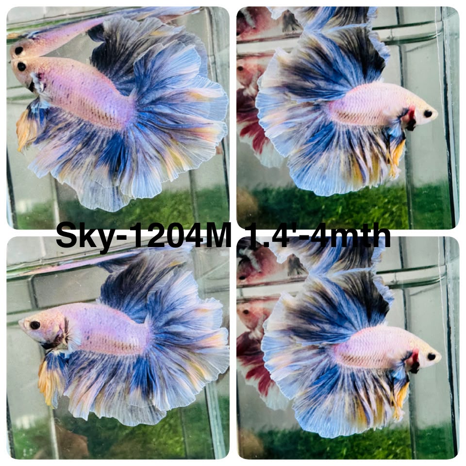 Live Male Betta Blue Grizzle Halfmoon Rosetail (Sky-1204) High quality what you see what you get!!