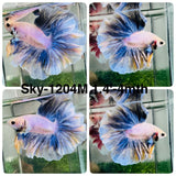 Live Male Betta Blue Grizzle Halfmoon Rosetail (Sky-1204) S140 High quality what you see what you get!!