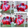 Live Male Betta Red Galaxy Koi Giants Plakat (Sky-1183) High quality what you see what you get!!