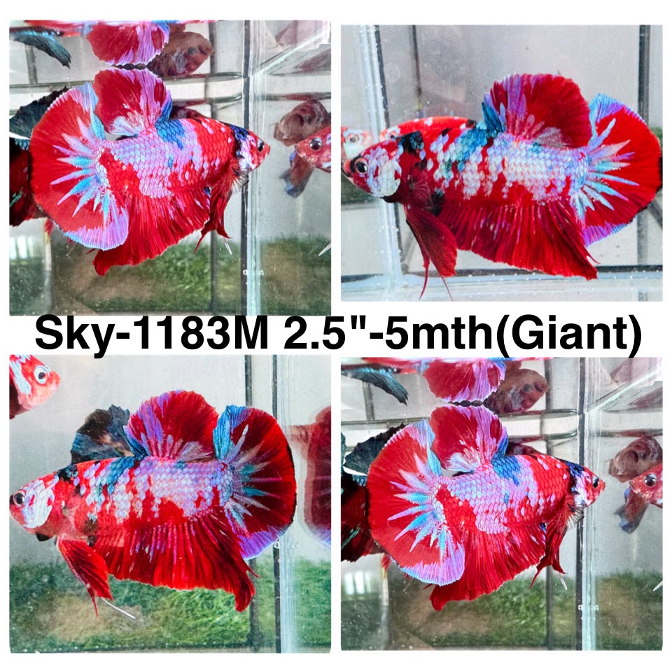 Live Male Betta Red Galaxy Koi Giants Plakat (Sky-1183) High quality what you see what you get!!