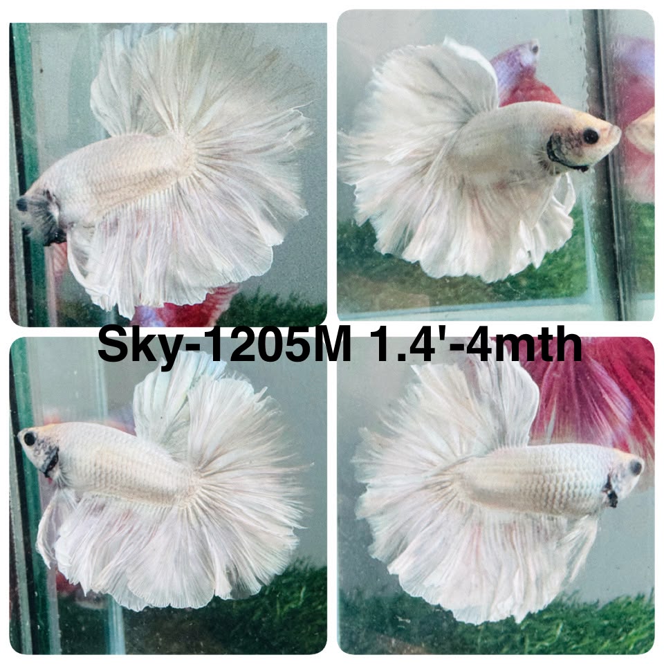 Live Male Betta Platinum White Light colors Halfmoon (Sky-1205) High quality what you see what you get!!