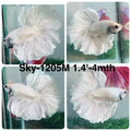 Live Male Betta Platinum White Light colors Halfmoon (Sky-1205) High quality what you see what you get!!