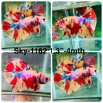 Live Male Betta Candy Nemo Plakat (Sky-1162) High quality what you see what you get!!
