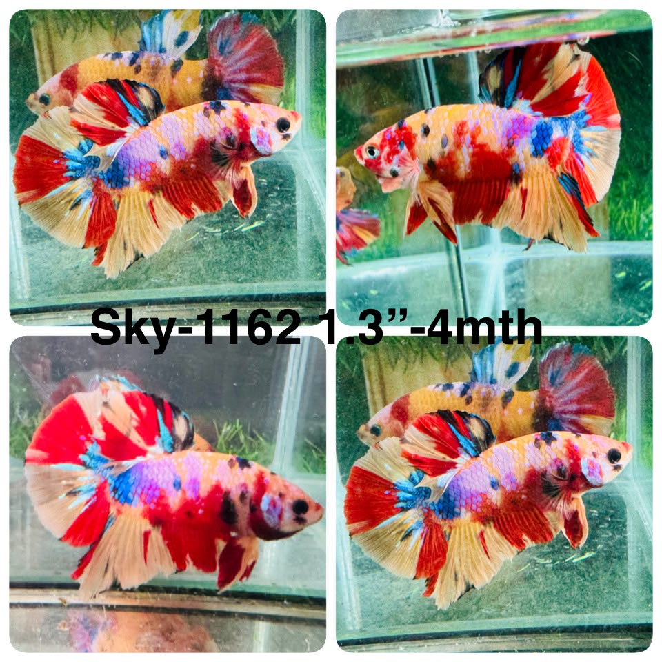 Live Male Betta Candy Nemo Plakat (Sky-1162) High quality what you see what you get!!
