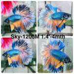 Live Male Betta Yellow Blue Mustard gas Halfmoon Rosetail (Sky-1206) High quality what you see what you get!!