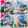 Live Male Betta Yellow Blue Mustard gas Halfmoon Rosetail (Sky-1206) High quality what you see what you get!!