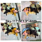 Live Male Betta Yellow Black Tiger Koi Plakat (Sky-1171) High quality what you see what you get!!