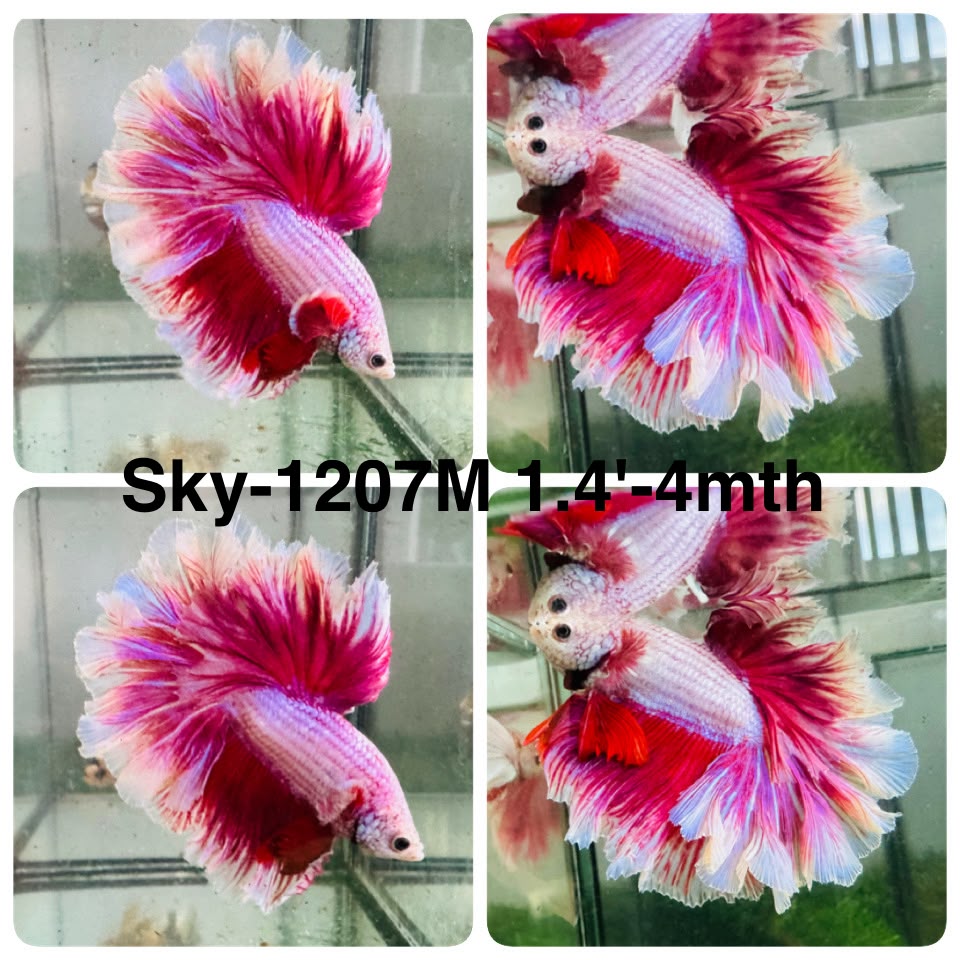 Live Male Betta Pink Lavender Halfmoon Rosetail (Sky-1207) High quality what you see what you get!!