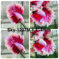 Live Male Betta Pink Lavender Halfmoon Rosetail (Sky-1207) High quality what you see what you get!!