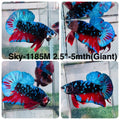 Live Male Betta Black Red Galaxy Giants Plakat (Sky-1185) High quality what you see what you get!!